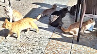 Enkele van de vele katten