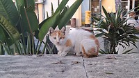 Larnaca