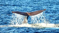 Sperm whale