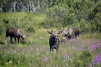 Een kudde mannelijke elanden op Hinnøya