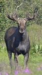 Mannelijke eland