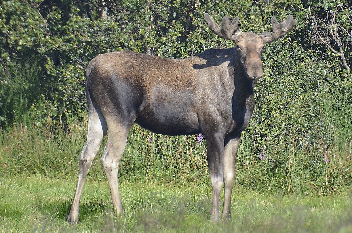 Mannelijke eland