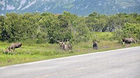 Een kudde mannelijke elanden op Hinnøya