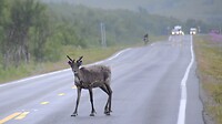 Tussen Løkvollen en Olderfjord
