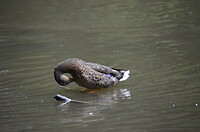 Avondwandeling in Hjørring
