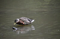 Avondwandeling in Hjørring