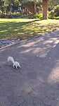 Albino eekhoorntje