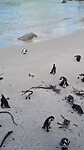 African pinguïns bij Boulders