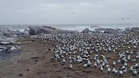 Kolonie Jan-van-Genten bij Bird Island