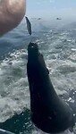 Voederen van een zeehond