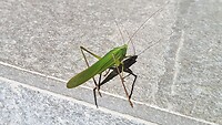 In de tuin van ons hotel in Maun