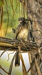 In de tuin van ons hotel in Maun