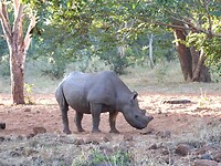 Rhino Encounter game drive in Zimbabwe