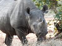 Rhino Encounter game drive in Zimbabwe