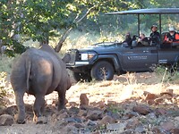 Rhino Encounter game drive in Zimbabwe