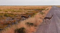 Impala's in Etosha National PArk