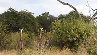 Giraffen aan de oever van de Choberivier