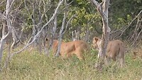 Leeuwen in Chobe National Park