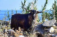 Ormos Marathokampos