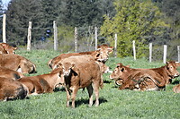 Limousin koeien