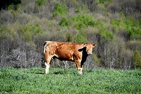 Limousin koeien