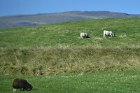 Op weg naar Þingvellir