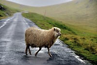 Onderweg tussen Gjógv en Elduvík