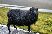 Onderweg tussen Eiði en Gjógv