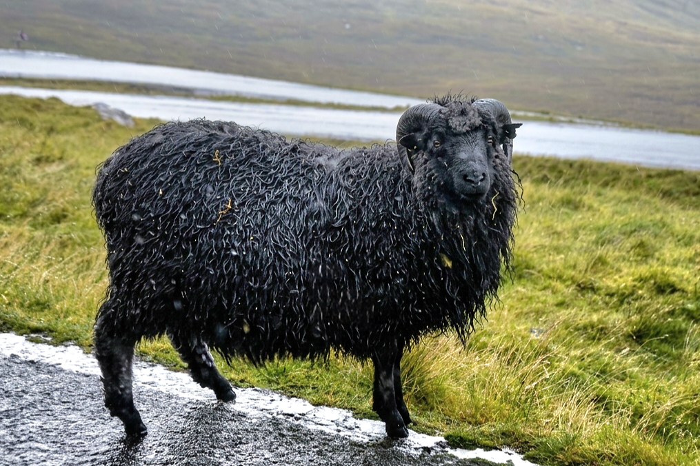 Onderweg tussen Eiði en Gjógv