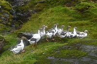 Onderweg tussen Gjógv en Elduvík