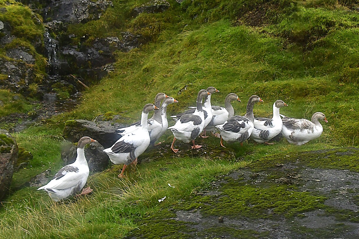 Onderweg tussen Gjógv en Elduvík