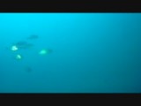 more fish at imperial Eagle