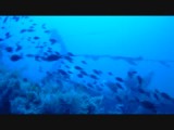 big group of barracuda's on the Polynesian