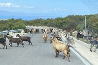 IMG_4503