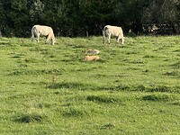 IMG_1194