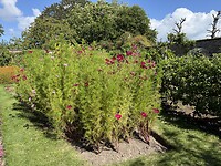 IMG_3235
