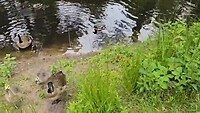 Video van WhatsApp op 2025-06-10 om 15.13.10_401c7a42