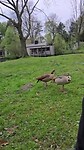 VID-20260414-WA0008
