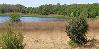 Flamingo's bij Zwillbrock
