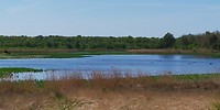Flamingo's bij Zwillbrock