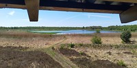 Flamingo's bij Zwillbrock