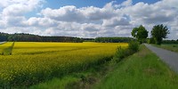 Ook hier net als in Denemarken veel koolzaad