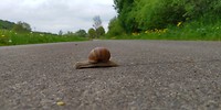 Overstekend wild....