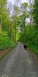 Door het bos