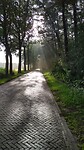 Ochtend zon