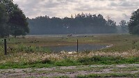 Nat.Park Dwingelderveld