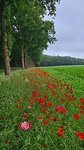 Kleurtje van de dag