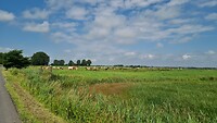 Prachtig, koeien in de wei