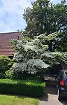 Kleur van de dag