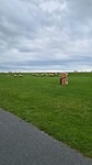 Schapen op de dijk